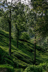 Obraz premium Munnar Landscape