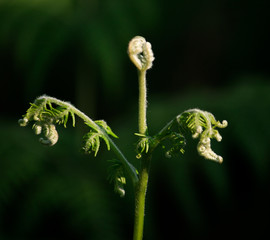 Fern Buds