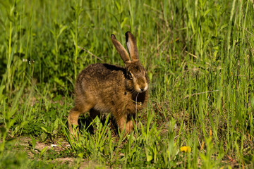Ein Feldhase sieht mich an