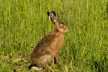 Ein Hase lauscht