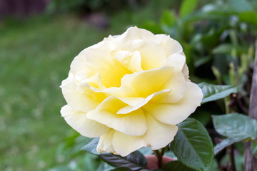 Beautiful yellow rose flower in a garden.