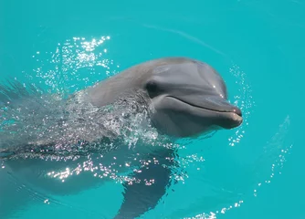 Fototapeten Baby-Delfin © Dinesh
