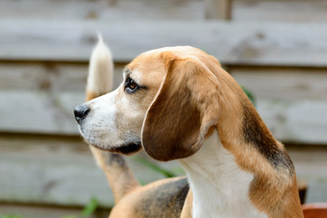 Beagle pure hunting hound dog looking to the left in a allert position close view