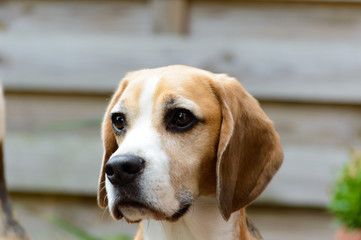 Beagle pure relaxed hunting hound dog head close view