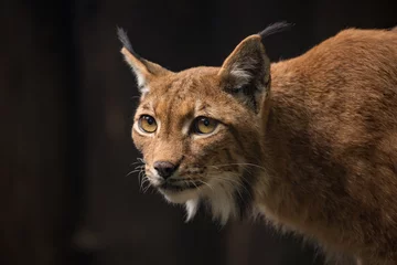 Fotobehang Carpathian Lynx © Ji