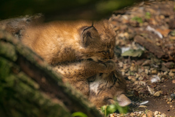 Carpathian Lynx kittens