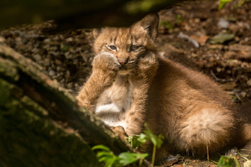 Naklejka na ściany i meble Carpathian Lynx playing kittens
