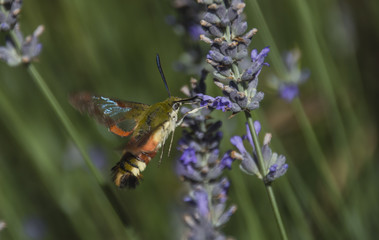 mariposacolibri