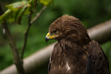 Lesser Spotted Eagle