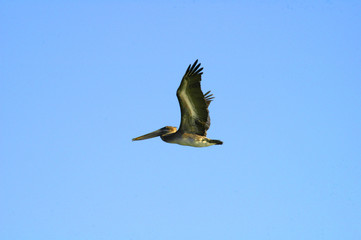 flying pelican in the blue sky