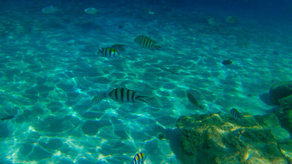 Fototapeta na wymiar tropical fish swimming