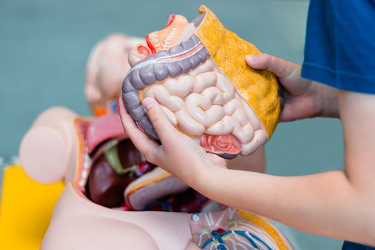 A Teenager Boy Collects A Model Of A Person In A Science Museum. Considers Internal Organs: Lungs, Heart, Liver And Intestines. Surgery. Operation. Doctor.