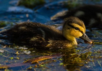 Stockenten Küken schwimmt im Wasser 