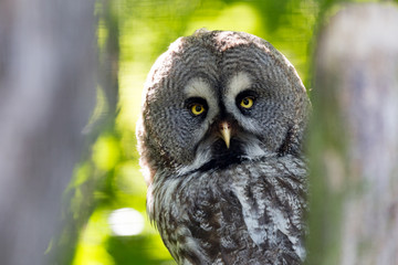 Great grey owl