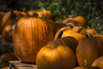 pumpkins in large group different sizes 