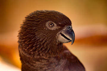 Black lori