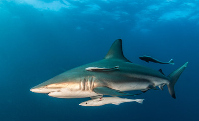 Blacktip Shark