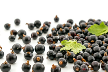 Black currant with leaves on a white