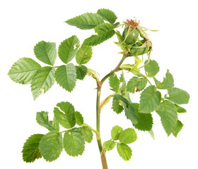 Unripe green rose hips isolated on white background. Branch of rose with green leaves and rose hips