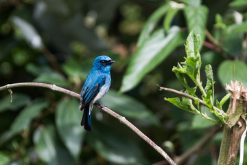 Blauer Fliegenschnäpper - Java - Indonesien