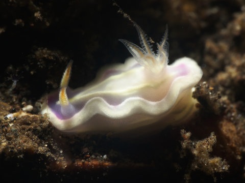 Nudibranch Ceratosoma sp.