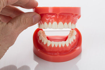Dental model of the jaw