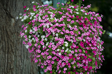 hanging plant baskets of colors