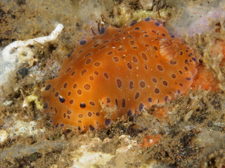 Nudibranch Dendrodoris guttata