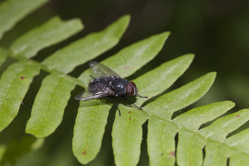Black fly resting on a green fern leaf. Isolated against a blurry dark background.