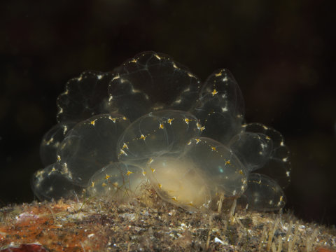 Nudibranch Cyerce elegans