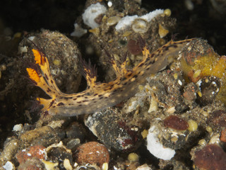 Fototapeta na wymiar Nudibranch Dendronotus regius