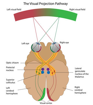 The Visual Projection Pathway