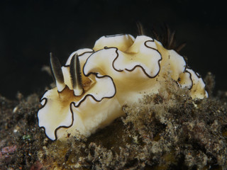 Nudibranch Doriprismatica atromarginata