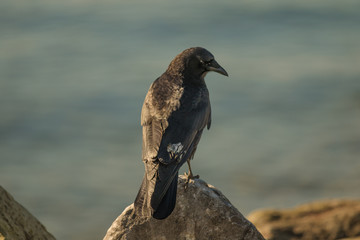 crow