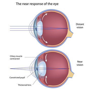 The near response of the eye