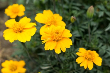 Yellow flower in nature. Slovakia