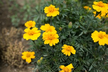 Yellow flower in nature. Slovakia