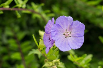 Purple flower. Slovakia