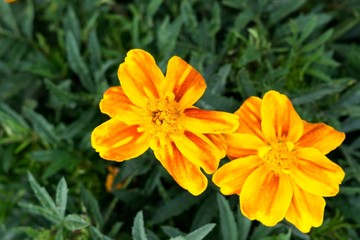 Fototapeta premium Yellow flower in nature. Slovakia