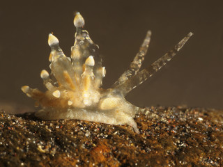 Nudibranch Eubranchus sp.
