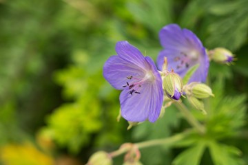 Purple flower. Slovakia