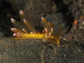 Nudibranch Eubranchus sp.