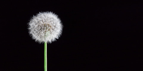 Fluffy dandelion isolated