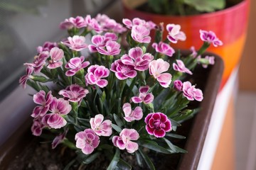 Purple flower. Slovakia