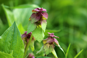 Purpurrote Taubnessel