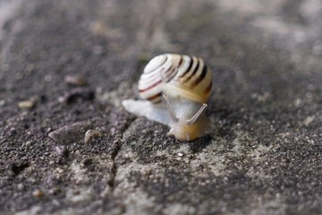 Snail