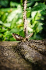 butterfly 071
