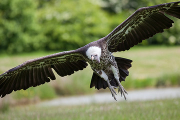 Vulture in flight coming to land. Flying scavenger bird landing.