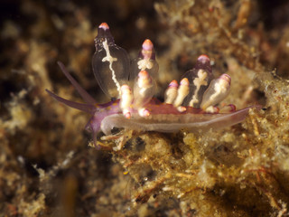 Nudibranch Eubranchus sp.