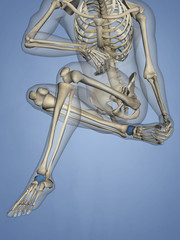Talus Bone, 3D Model